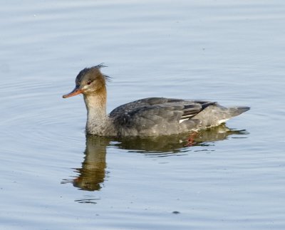 Red Breasted Merganser