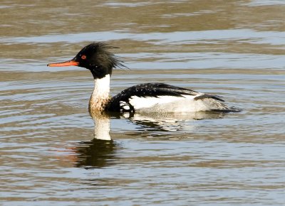 Red Breasted Merganser