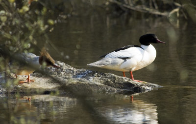 Goosander