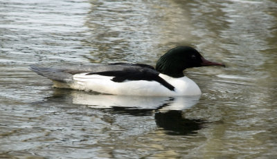 Goosander