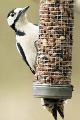 Great Spotted Woodpecker