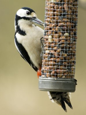 Great Spotted Woodpecker