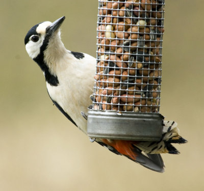 Great Spotted Woodpecker