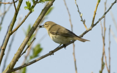 willow warbler 1.jpg