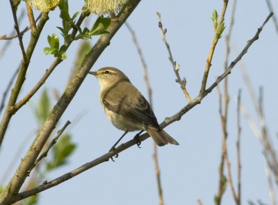 willow warbler 4.jpg