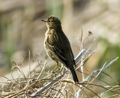 meadow pipit2.jpg