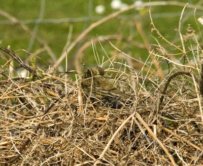 meadow pipit3.jpg