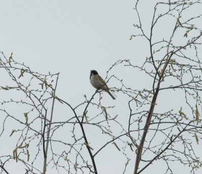 reedbunting