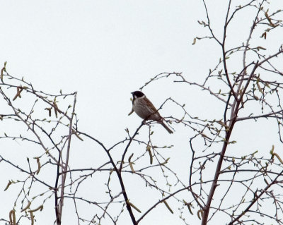 reedbunting