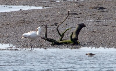 Spoonbill