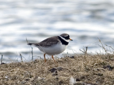 Ringed Plover