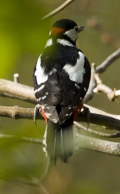 Great Spotted Woodpecker