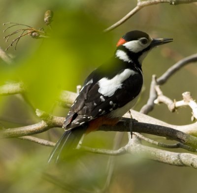 Great Spotted Woodpecker