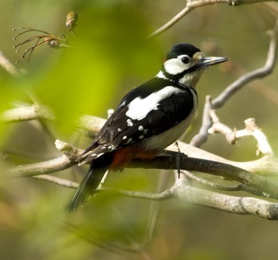 Great Spotted Woodpecker