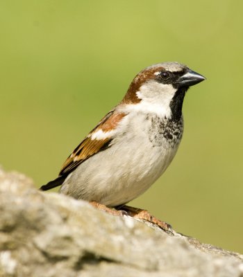 House Sparrow
