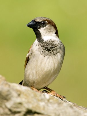 House Sparrow