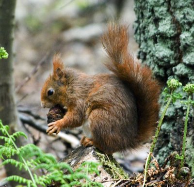 Red Squirrel