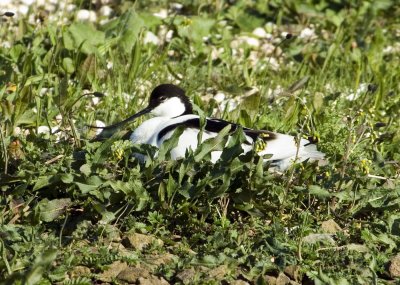Avocet