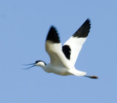 Avocet