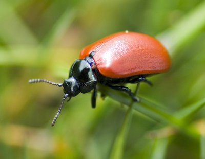 Poplar Leaf Beetle