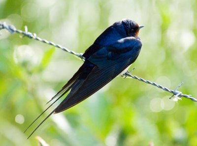 Swallow