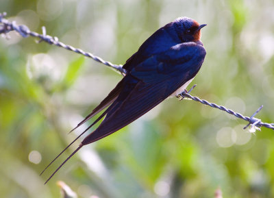 Swallow