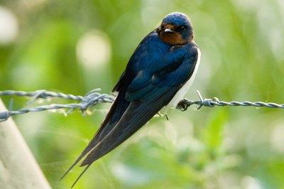 Swallow