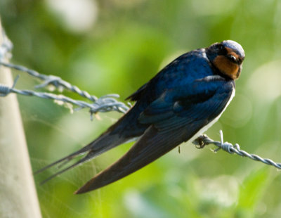 Swallow