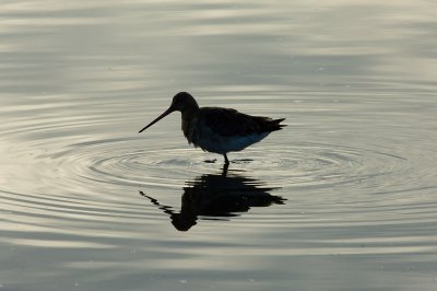 Blacktailed Godwit early morning