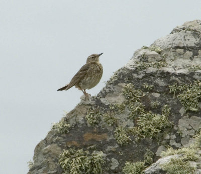 rockpipit4.jpg