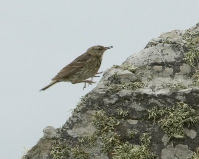 rockpipit6.jpg