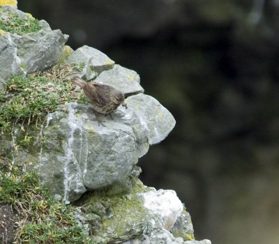 rockpipit3.jpg