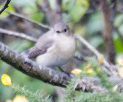 Red Breasted Flycatcher