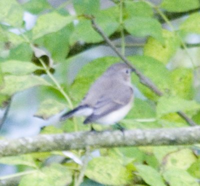 Red Breasted Flycatcher