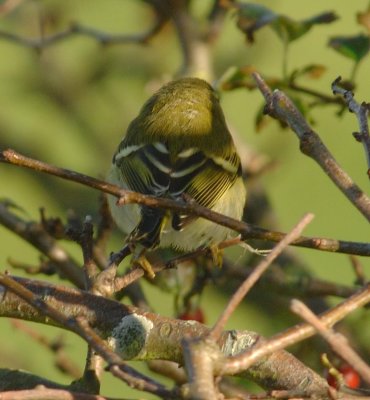 Yellow Browed Warbler