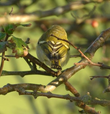 Yellow Browed Warbler
