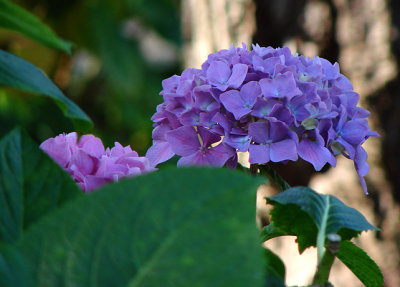 Hydrangea