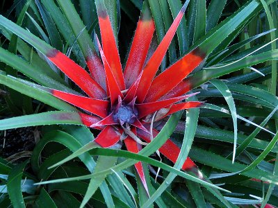 Bromeliad