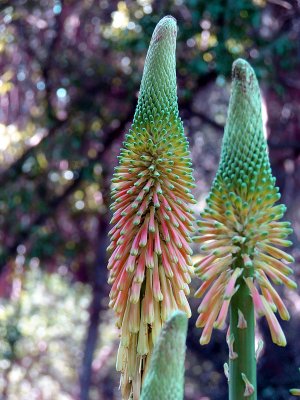 Multi Colored Firepoker