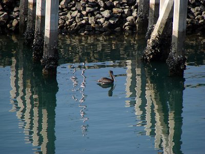Pier and Pelican