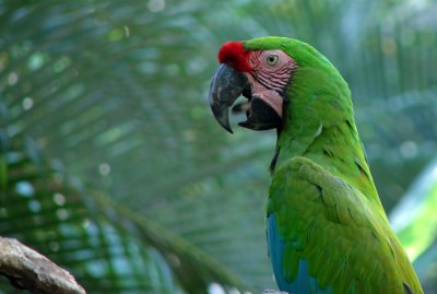 Military Macaw