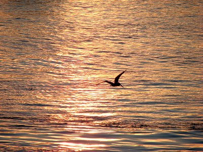 Pelican over sunrise waters