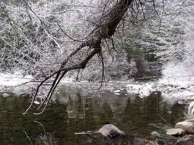 Frost along the Merced River