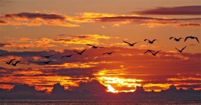 Sunset with Pelicans