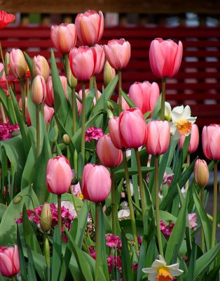 Tulips