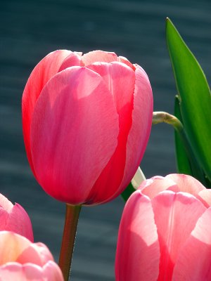 Tulip Three 2007