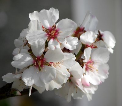 Almond Blossom Cluster