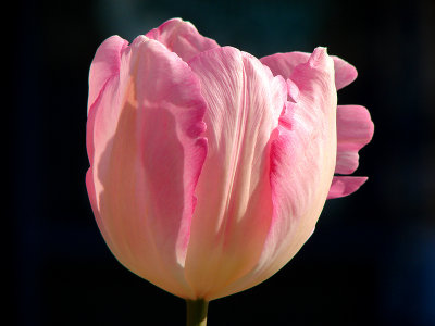 Cream and Rose