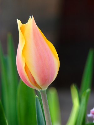 Pastel Beauty