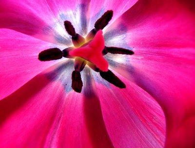 Inside the tulip....